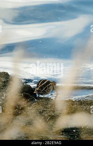 Rückansicht eines kurz abgerechneten Dowitcher Angeln in Lake Washington Stockfoto