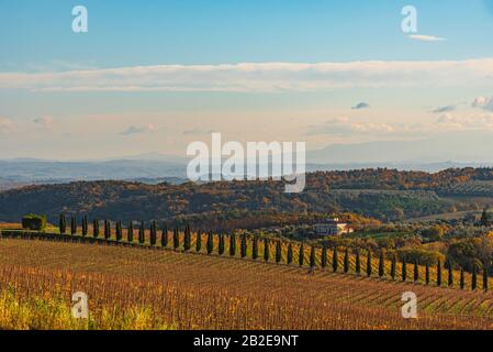 Malerische Aussicht auf einen Weinberg in Chianti-Gebiet in der Nähe der kleinen und berühmten Stadt Radda in Chianti in der Herbstsaison. Stockfoto