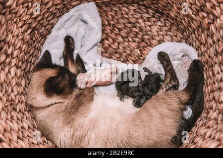 Die Siamkatze bringt fünf weiße und schwarze Kätzchen zur Welt Stockfoto