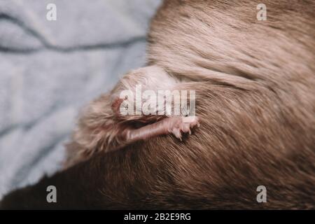 Die Siamkatze bringt fünf weiße und schwarze Kätzchen zur Welt Stockfoto