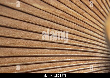 Makro Detail der Holzfächer aus verschiedenen Ansichten in Kamelfarbe Stockfoto