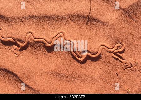 Tierspuren im roten Sand des australischen Outback, südlich von Alice Springs, Northern Territory, NT, Australien Stockfoto