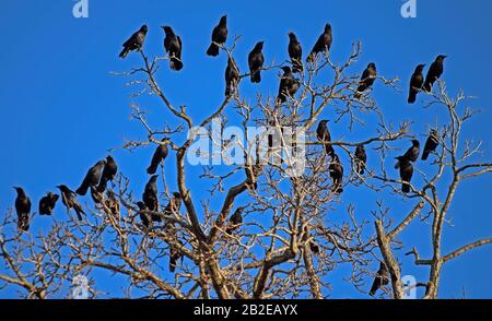 Flock of Common Ravens, Corvus corax, versammelte sich auf einem Baum entlang des Alten Alameda Creek Trail hinter der Cäsar Chavez Middle School in Union City, Kalifornien Stockfoto