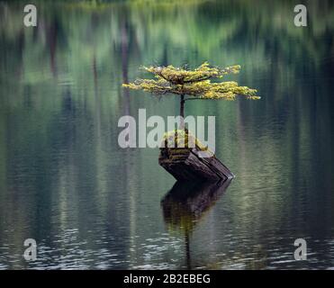 Die Orte, an denen Bäume wachsen. Ein einsamer Baum, der auf einem aus einem See ragenden Holzbaum wächst. Stockfoto