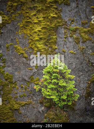 Ein Baum, der sich an einem senkrechten Felsen anklammert, gelingt immer noch, zu blühen. Stockfoto