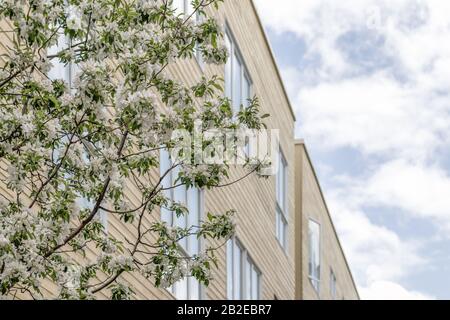 Blühender Baum und blauer Himmel, der in Fenstern eines modernen Gebäudes reflektiert wird. Frühling in der Stadt. Stockfoto