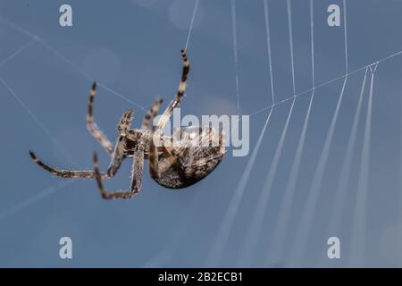 Orb Weaver Spider Spinnt Ihr Web Stockfoto