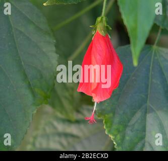 Leuchtend rote Blumenknospe im Hintergrund leuchtend grüner Blätter. Stockfoto