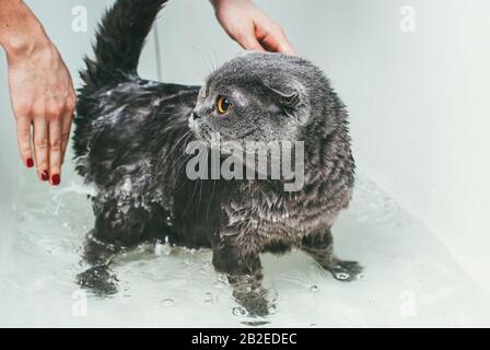 Graue schottische Faltenkatze nimmt ein Bad mit seinem Besitzer. Sie kümmert sich um ihn und wäscht gründlich sein Fell Stockfoto