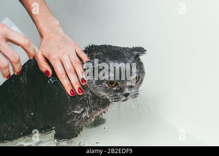 Graue schottische Faltenkatze nimmt ein Bad mit seinem Besitzer. Sie kümmert sich um ihn und wäscht gründlich sein Fell. Konzentrieren Sie sich auf die Hände Stockfoto