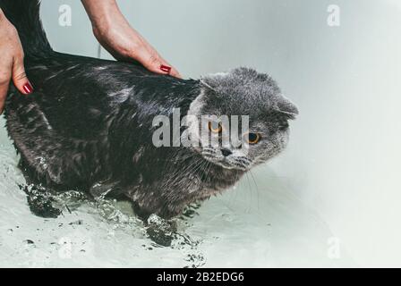 Graue schottische Faltenkatze nimmt ein Bad mit seinem Besitzer. Sie kümmert sich um ihn und wäscht gründlich sein Fell Stockfoto