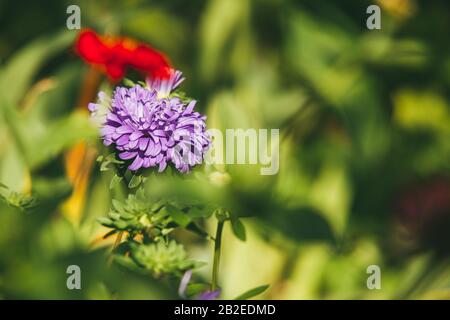 Lila und rote Asterblume auf einem verschwommenen Hintergrund. Blumen wachsen im Frühlingsgarten in der Luft. Makroaufnahme mit selektivem Fokus und flachem Freiheitsgrad Stockfoto