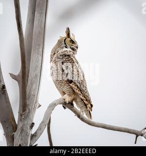 Alarmieren Sie die Rocky Mountains mit den großen Horned Eulen (Bubo virginianus pinorum), die an den Gliedmaßen des Baumes gehaucht sind Stockfoto