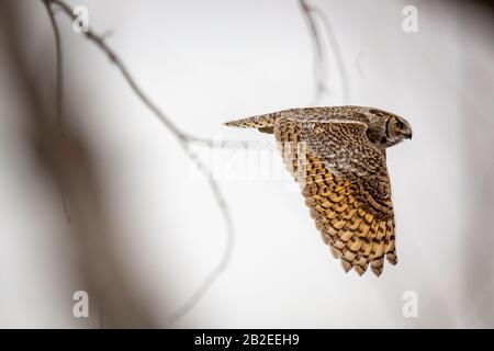 Felsiger Berg große gemorene Eule (Bubo virginianus pinorum) im Flug Stockfoto