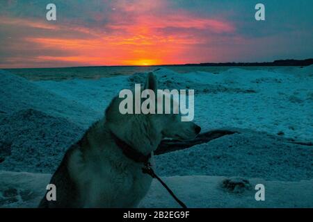 Sibirischer Husky am Strand während des Winters bei Sonnenuntergang in Kanada Stockfoto