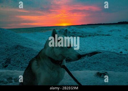 Sibirischer Husky am Strand während des Winters bei Sonnenuntergang in Kanada Stockfoto