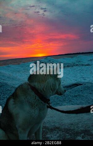 Sibirischer Husky am Strand während des Winters bei Sonnenuntergang in Kanada Stockfoto