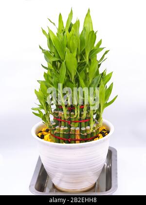 Glücklicher Bambus (Dracaena sanderyana) in einem weißen Plastiktopf Stockfoto