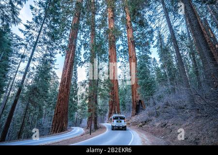 Das Fahrzeug fährt auf dem General's Highway durch vier riesige Mammutbäume im Sequoia National Park, Kalifornien Stockfoto