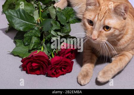 Rote 6 Wochen alte Katze mit liegen in der Nähe von rosafarbenen Blumen. Frauentag Konzept Stockfoto