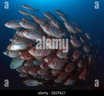 Moontail Bullseye oder Common bigeye (Priacanthus hamrur), Schulbildung, Mosambik Stockfoto