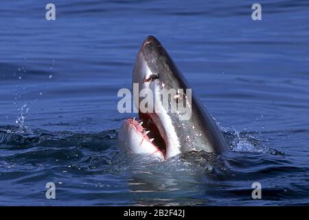 Großer weißer Hai (Carcharodon carcharias), Maul offen, Guadeloupe