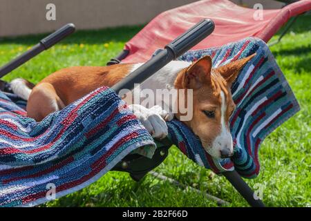 Basenji-Hund liegt in der heißen Sommersonne auf dem Liegestuhl Stockfoto