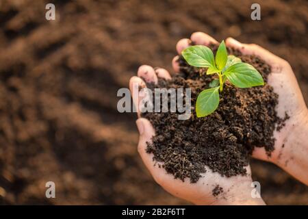 Nahaufnahme der Hand, in der junge grüne Baumsprießen und Pflanzen im Boden festgehalten werden. Haus- und Gartendekoration Stockfoto