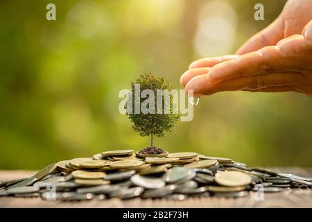 Nahbewässerung zu kleinem Baum oben auf dem Münzstapel. Geschäftserfolg, Finanz- oder Geldwachstum Stockfoto