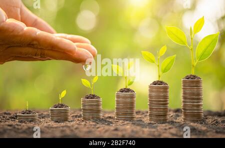 Nahbewässerung zu kleinem Baum oben auf dem Münzstapel. Geschäftserfolg, Finanz- oder Geldwachstum Stockfoto