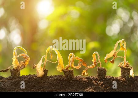 Schließen Sie die tote junge Pflanze (Tabakbaum) in trockenem Boden auf grünem Unschärfe-Hintergrund. Umgebungskonzept mit leerem Kopierraum für Text oder Design Stockfoto