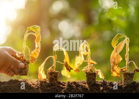 Schließen Sie die tote junge Pflanze (Tabakbaum) in trockenem Boden auf grünem Unschärfe-Hintergrund. Umgebungskonzept mit leerem Kopierraum für Text oder Design Stockfoto