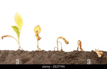 Tote junge Pflanze (Tabakbaum) im Boden auf weißem Grund verengen Stockfoto