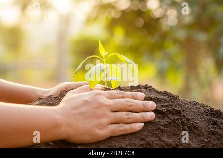 Nahaufnahme der Hand, in der junge grüne Baumsprießen und Pflanzen im Boden festgehalten werden. Haus- und Gartendekoration Stockfoto