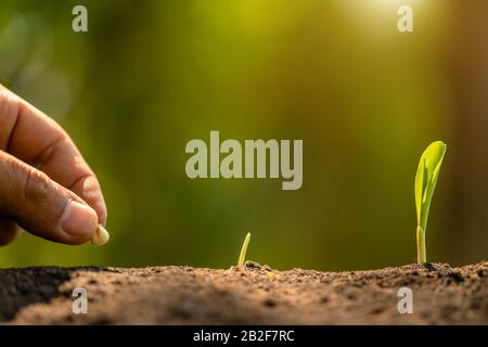 Nahaufnahme der Hand des Bauern, die Samen von Maisbaum im Boden anpflanzen. Landwirtschaft, Wachstum oder Umweltkonzept Stockfoto