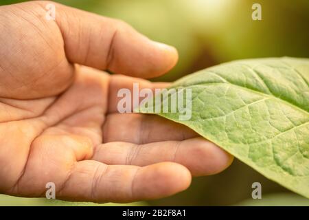 Nahaufnahme des Landwirts, der das Blatt des Tabakbaums in der Sonnenaufgang- oder Abenduntergangszeit berührt. Growthing plant und kümmert sich um das Konzept Stockfoto