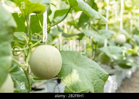 Asiatischer Junglandwirt oder Akademiker, der auf dem Bauernhof junger grüner Melone arbeitet. Forschung oder Überprüfung nach dem Pflanzkonzept Stockfoto