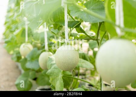 Asiatischer Junglandwirt oder Akademiker, der auf dem Bauernhof junger grüner Melone arbeitet. Forschung oder Überprüfung nach dem Pflanzkonzept Stockfoto