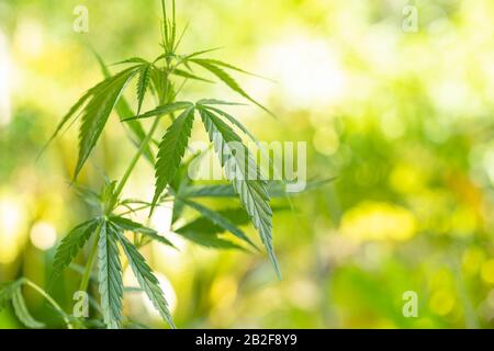 Schließen Sie junges Grün, frisch aus Marihuanabaum im Garten mit Naturunschärfe und Bokeh-Hintergrund Stockfoto