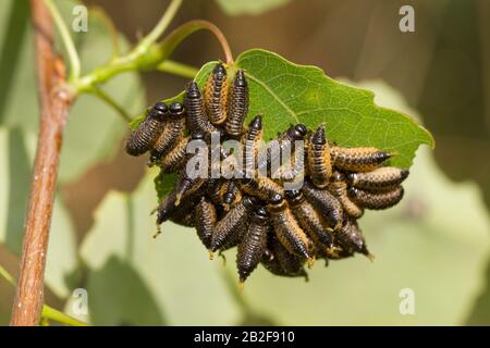 Breitschultrige Blattkäferlarve (Gonioctena) Stockfoto