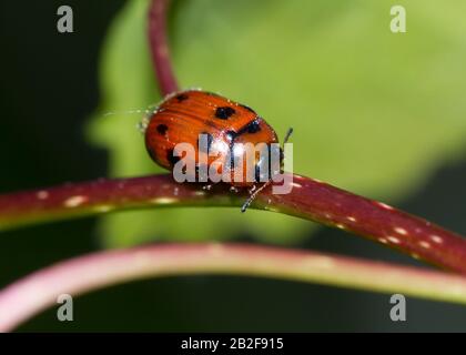 Breitschultriger Blattkäfig (Gonioctena) Stockfoto