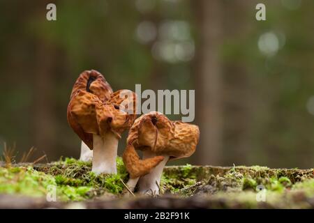 Falsche Morel mit Kapuze Stockfoto