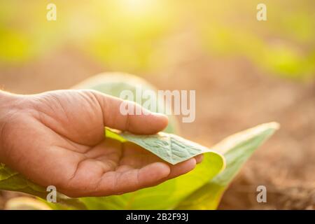 Nahaufnahme des Landwirts, der das Blatt des Tabakbaums in der Sonnenaufgang- oder Abenduntergangszeit berührt. Growthing plant und kümmert sich um das Konzept Stockfoto