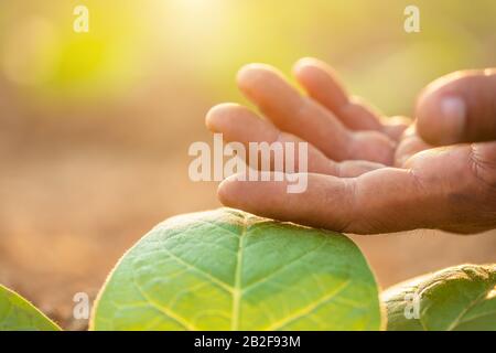 Nahaufnahme des Landwirts, der das Blatt des Tabakbaums in der Sonnenaufgang- oder Abenduntergangszeit berührt. Growthing plant und kümmert sich um das Konzept Stockfoto