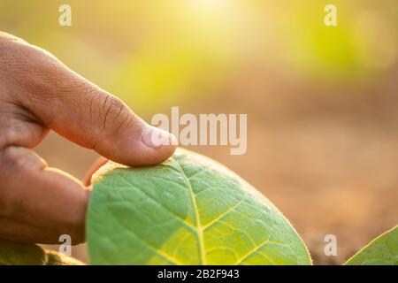 Nahaufnahme des Landwirts, der das Blatt des Tabakbaums in der Sonnenaufgang- oder Abenduntergangszeit berührt. Growthing plant und kümmert sich um das Konzept Stockfoto