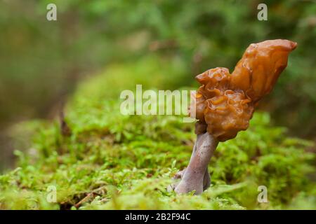Falsche Morel mit Kapuze Stockfoto