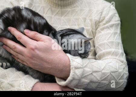 Männliche Hände umarmen eine Tabby-Katze, geringe Schärfentiefe Stockfoto