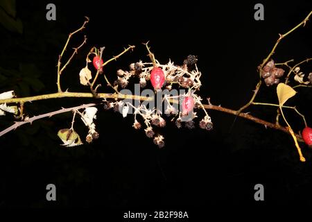 Trockenes Rosehip und brombeerobst Stockfoto