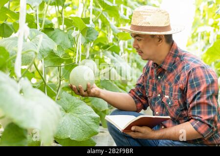 Asiatischer Junglandwirt oder Akademiker, der auf dem Bauernhof junger grüner Melone arbeitet. Forschung oder Überprüfung nach dem Pflanzkonzept Stockfoto