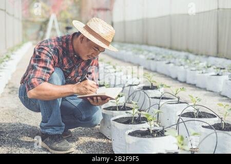 Asiatischer Junglandwirt oder Akademiker, der auf dem Bauernhof junger grüner Melone arbeitet. Forschung oder Überprüfung nach dem Pflanzkonzept Stockfoto